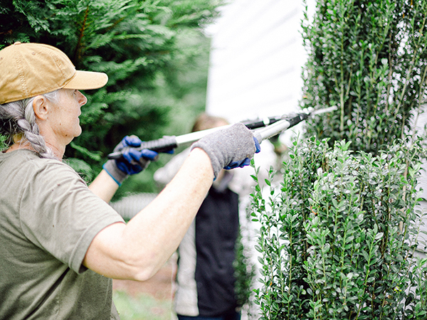 Those Plant Ladies pruning shrubs at The Hickory House.