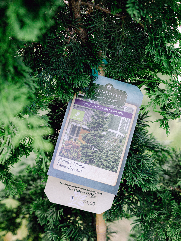 Plant label from Monrovia Plants; Slender Hinoki False Cypress, lable hanging on greenery.