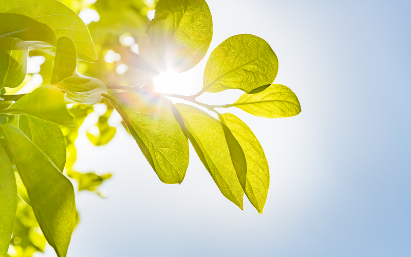 plant with sunlight streaming through, blue sky