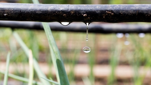 Water your plants the right way; plant with water droplets hanging on, grass in the background