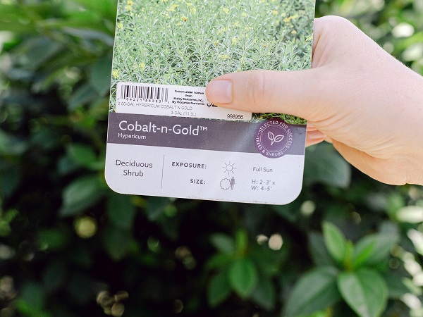 Plant label for Cobalt-n-Gold, held in front of greenery
