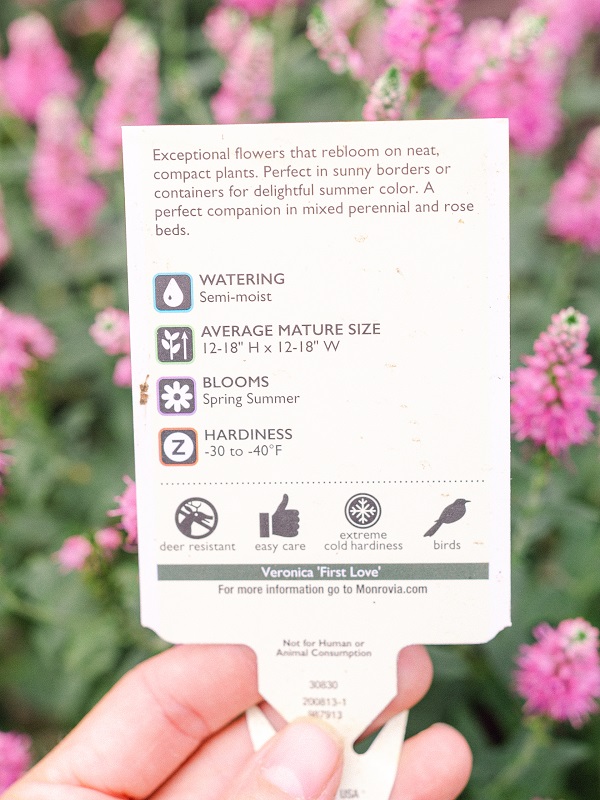 Plant label in front of pink flowers. Label shows water, mature size, blooms, and hardiness and more.