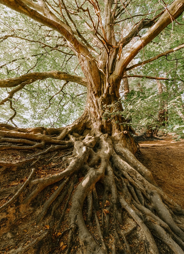 Large tree with visual root system