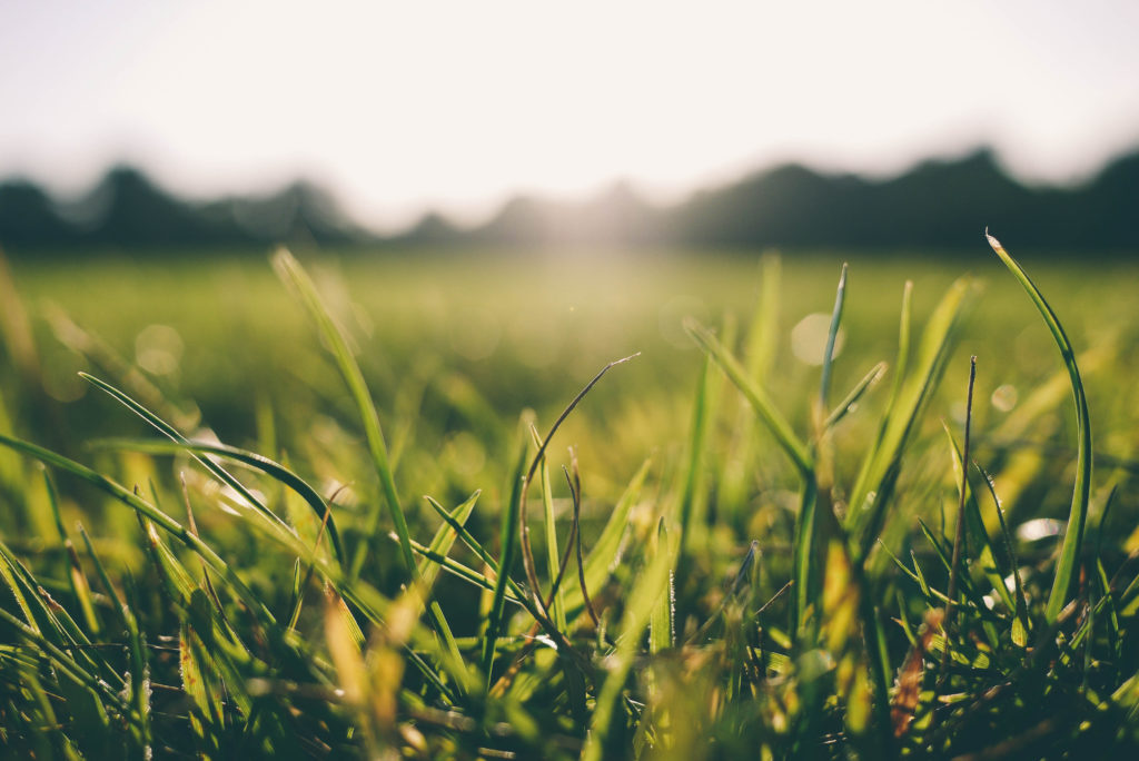 Green grass with the sunlight shining on it