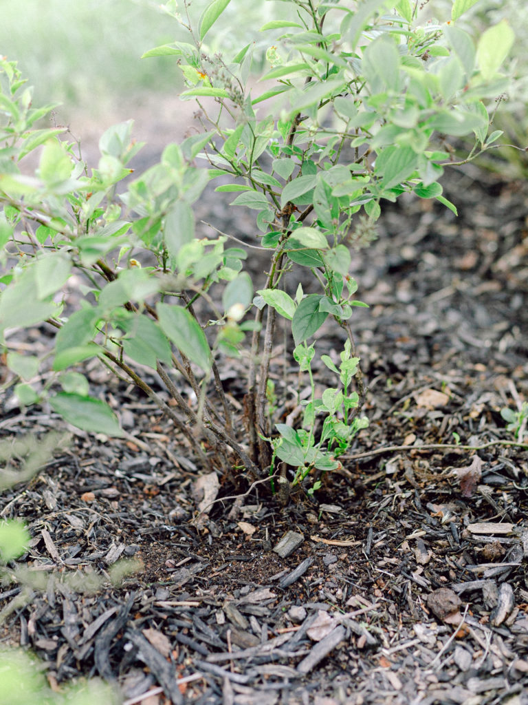 An example of donut mulching at an installation for Those Plant Ladies.