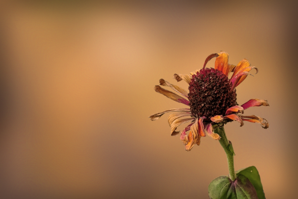 Flower, as it loses its bloom in the fall