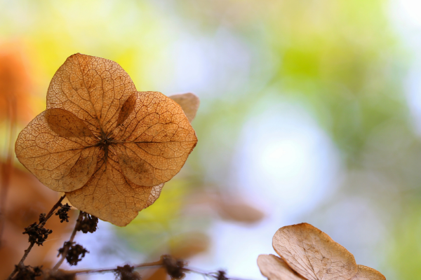 A flower as it prepares to for the winter.