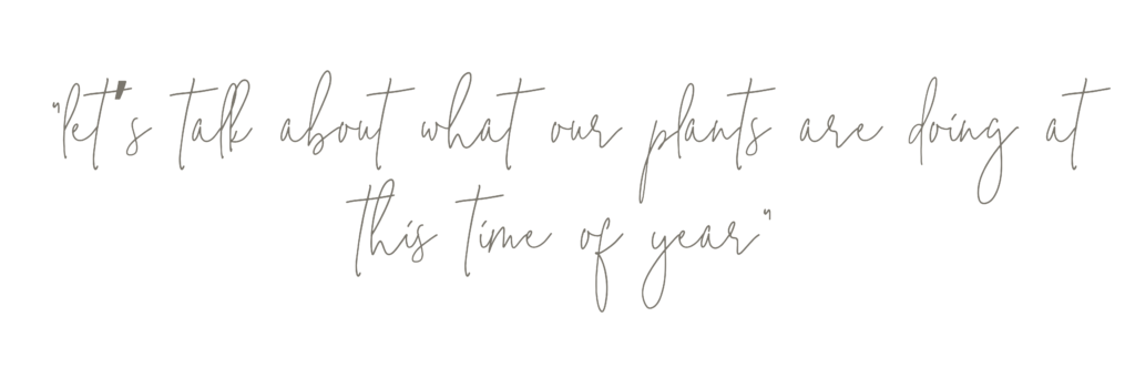 "lets talk about what our plants are doing this time of year" text.