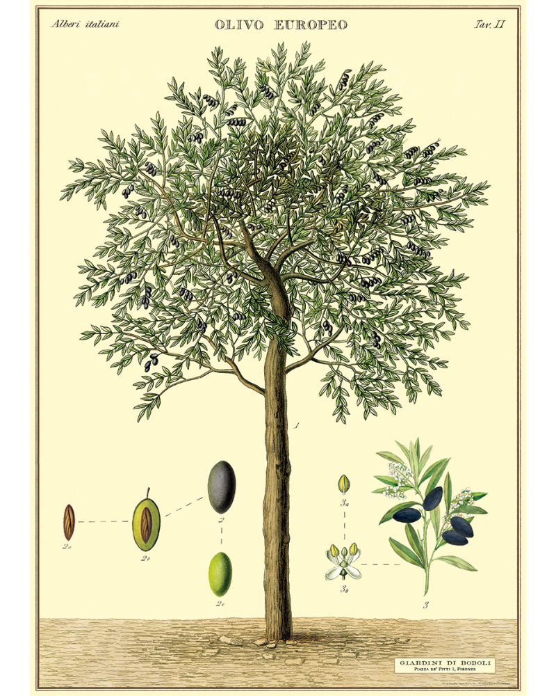 Olive tree wrap poster from Those Plant Ladies. Neutral background with green and brown olive tree.