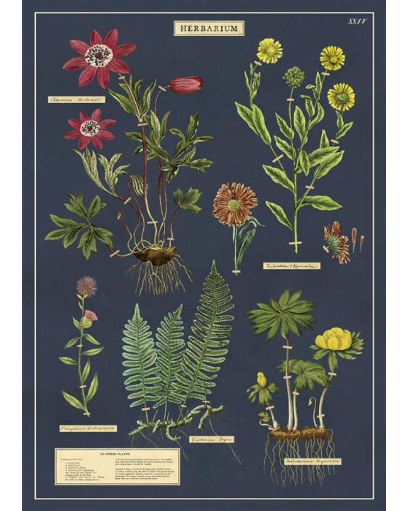 Herbarium wrap from Those Plant Ladies. Navy background with several flowers -- green leaves, red, orange, and yellow flowers.