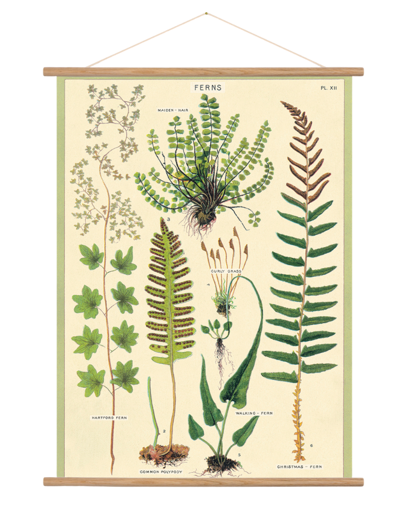Ferns wrap from Those Plant Ladies. Ivory wall hanging with green ferns arranged in a collage.