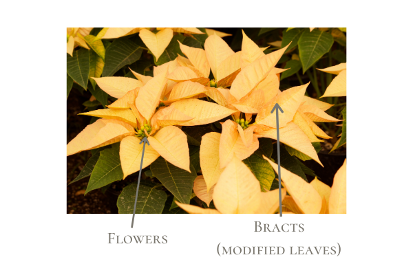 Ivory poinsettias with description of which part is the flower and which is the bract, or modified leaf.