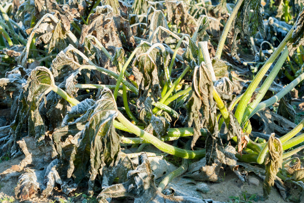 A drooping plant that has been cold damaged.