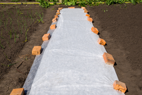 Plants covered by thin plastic to protect them from the cold.