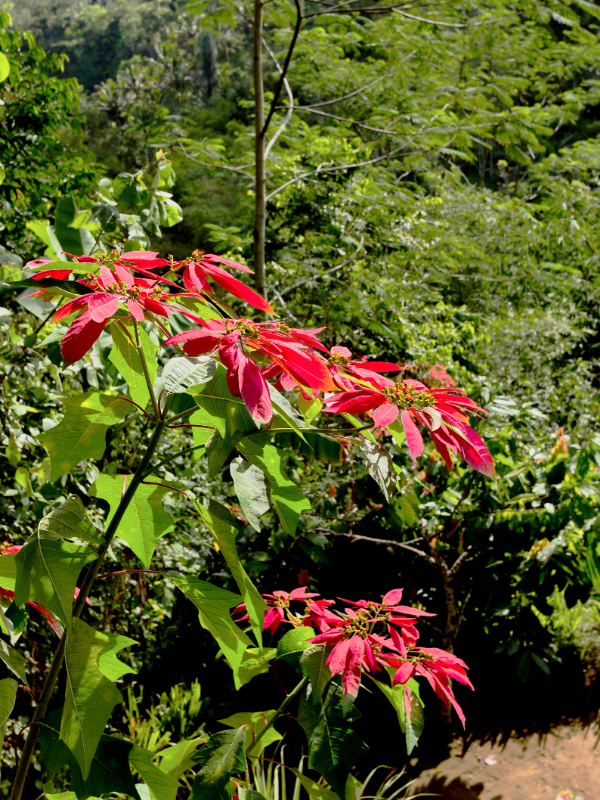 Red poinsettia shrubs as they thrive outdoors in places like Mexico.