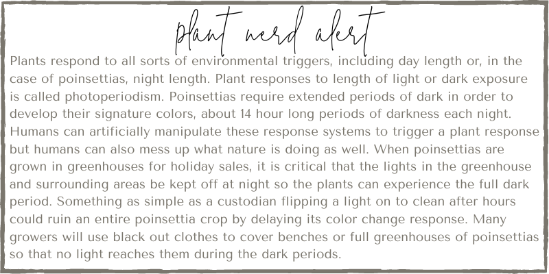 Plant nerd alert from Those Plant Ladies. A detailed explanation of poinsettias and how they require extended dark periods in order to develop their color.