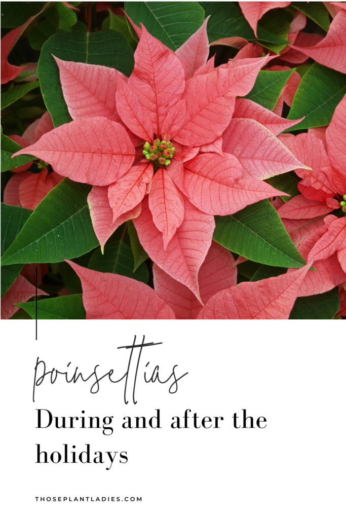 Poinsettias: during an dafter the holidays pin from Those Plant Ladies.