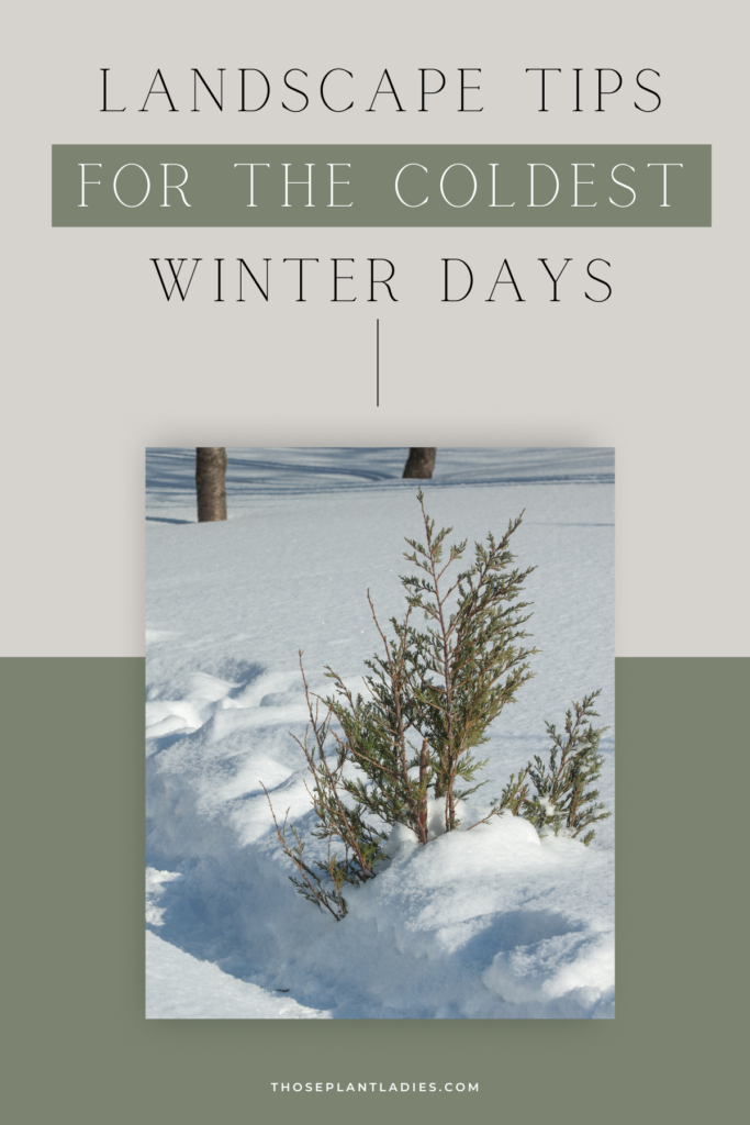 Landscape tips for the coldest winter days with an image of a snow-covered plant.