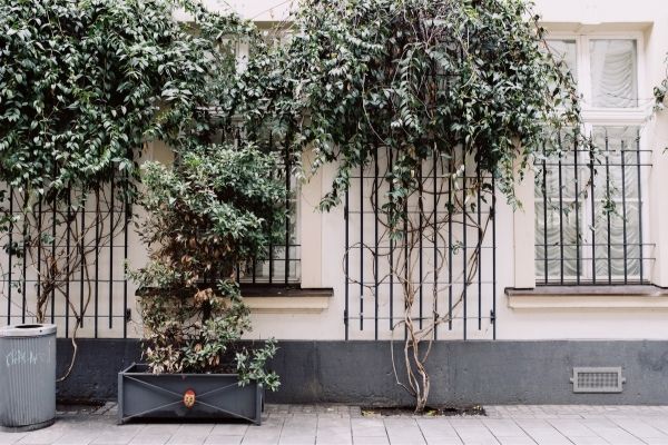 Greenery growing and blocking the view of the windows.