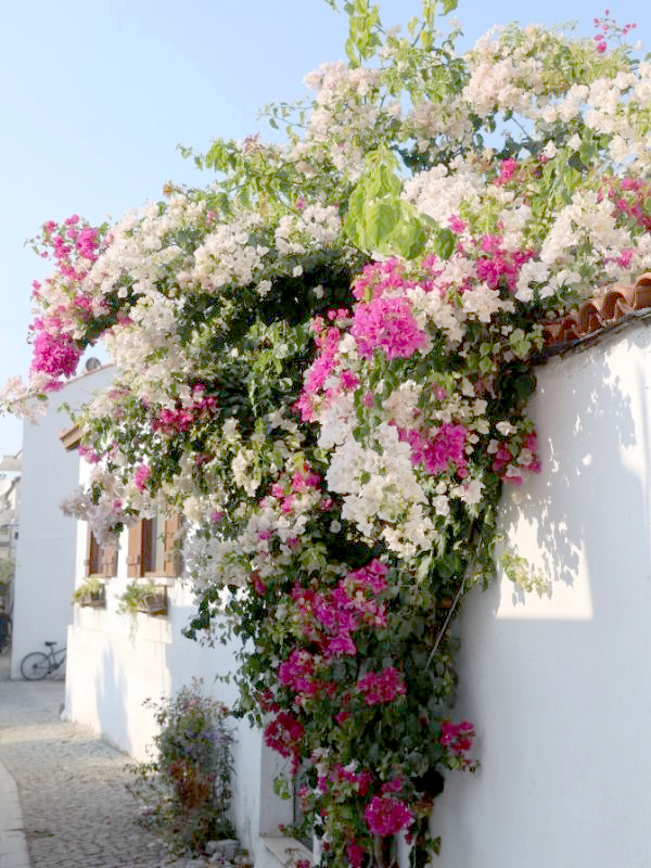 Large, colorful flowers growing over the side of a roof and wall.