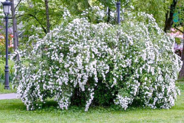 Large, overgrown shrub with white blooms.