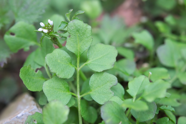 Image of the leaves and seedpod of the winter weed, hairy bittercress.