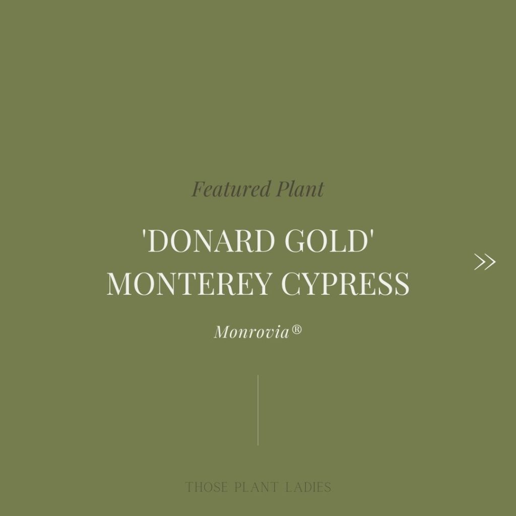 "Featured plant: donard gold monterey cypress" text.