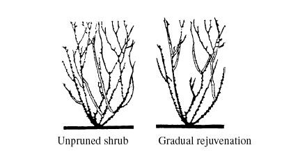An example of an unpruned shrub next to a shrub with gradual rejuvenation to curb the speed of growth.