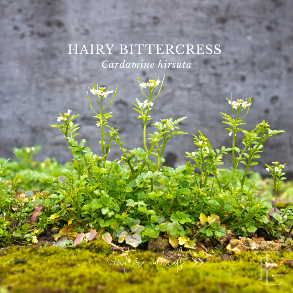 Winter weed: image of hairy bittercress, labeled;