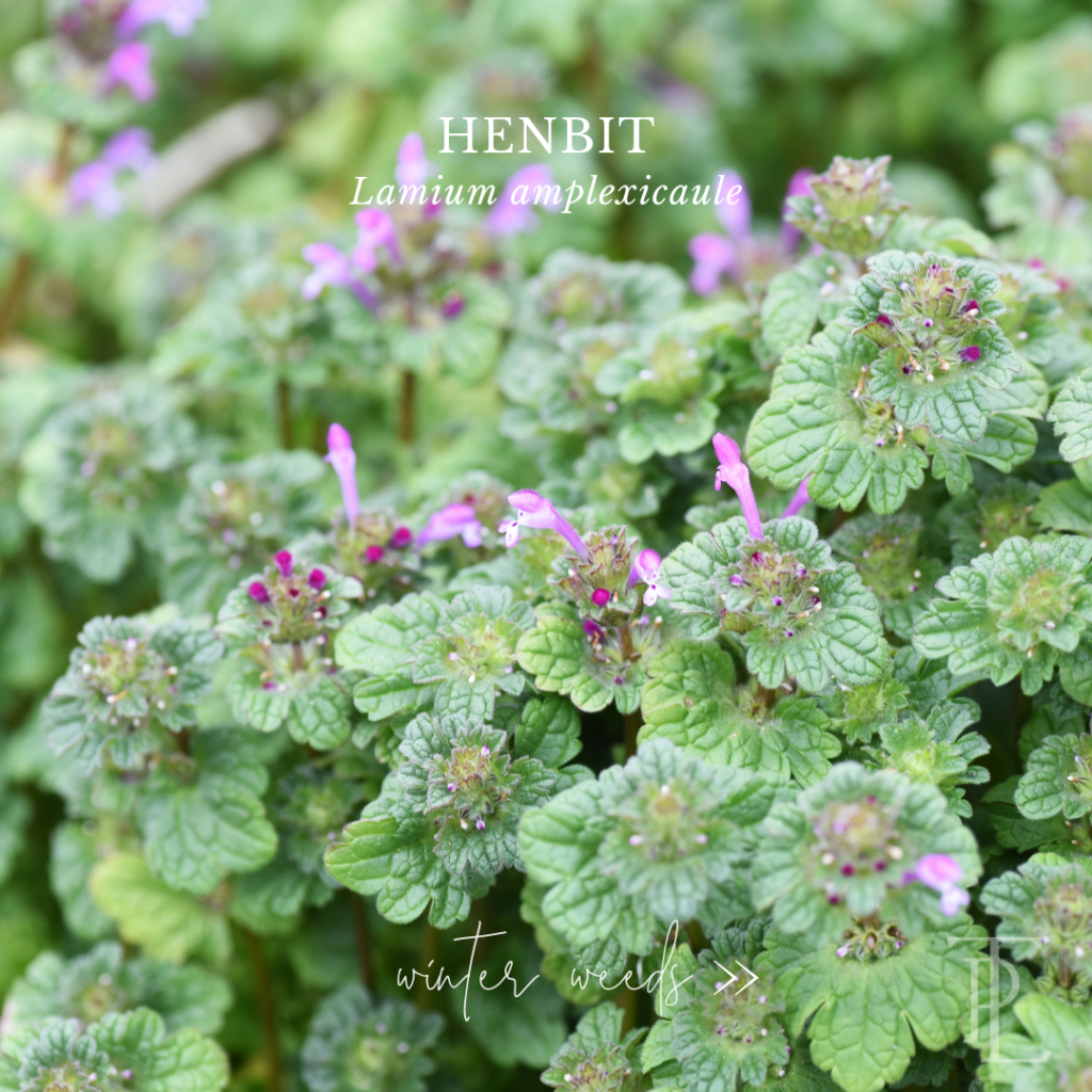 Winter weed: image of henbit, labeled.