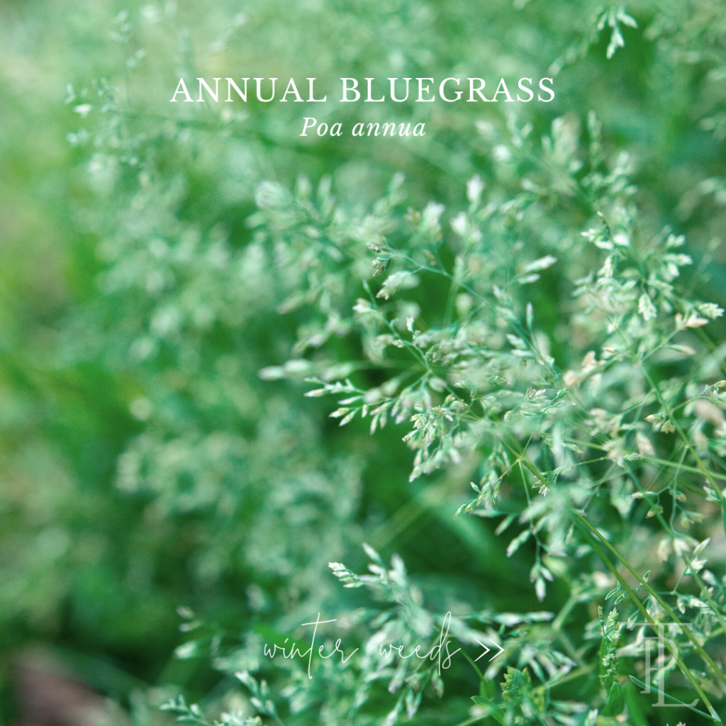 Winter weed: image of annual bluegrass, labeled.