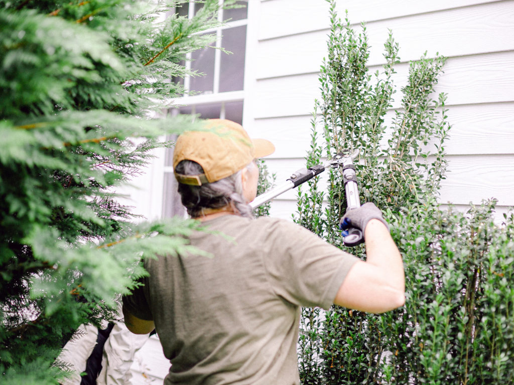 A member of Those Plant Ladies landscape installation crew pruning shrubs.
