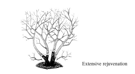 A visual of extensive rejuvenation and where the cut should be made.