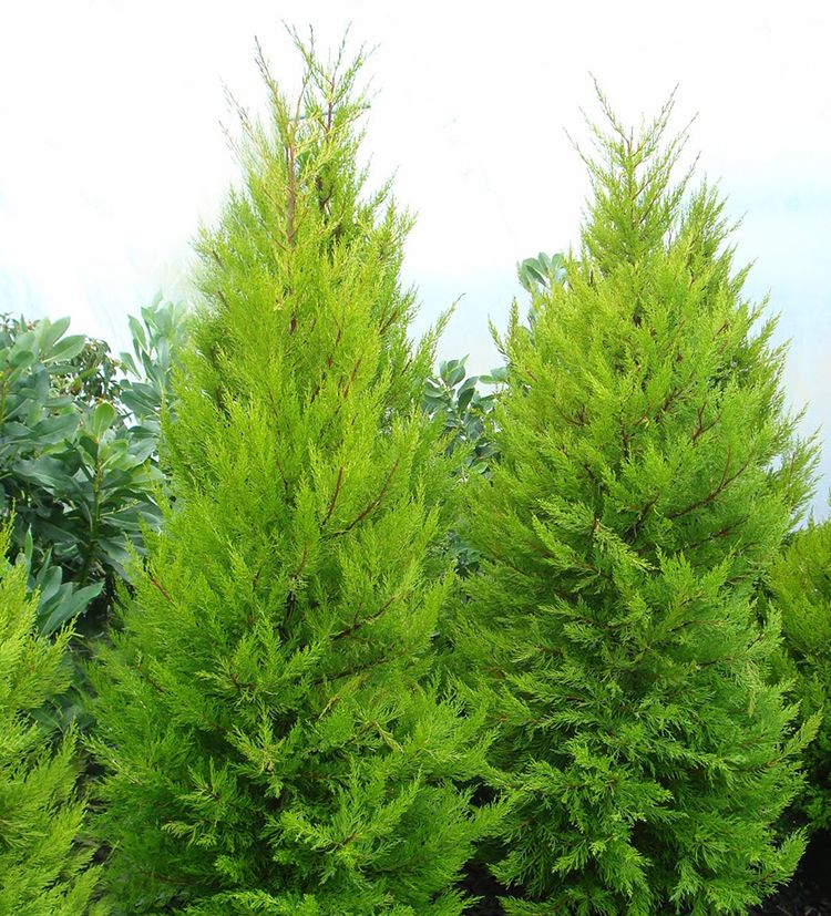 Donard gold monterrey cypress trees from Monrovia as featured on Those Plant Ladies blog post.