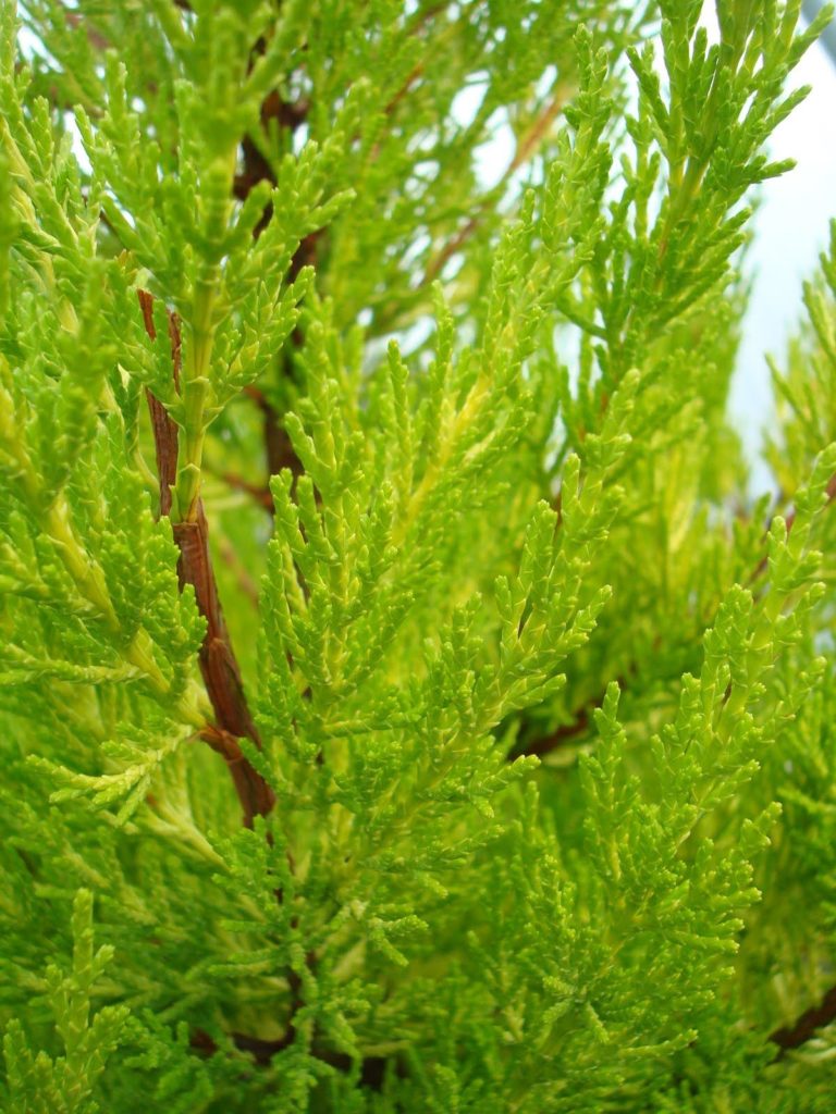 A close-up of the donard gold monterey cypress from Monrovia; featured on Those Plant Ladies blog.