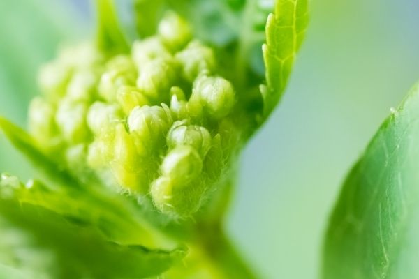 A close view of a hydrangea bloom before it starts to open.