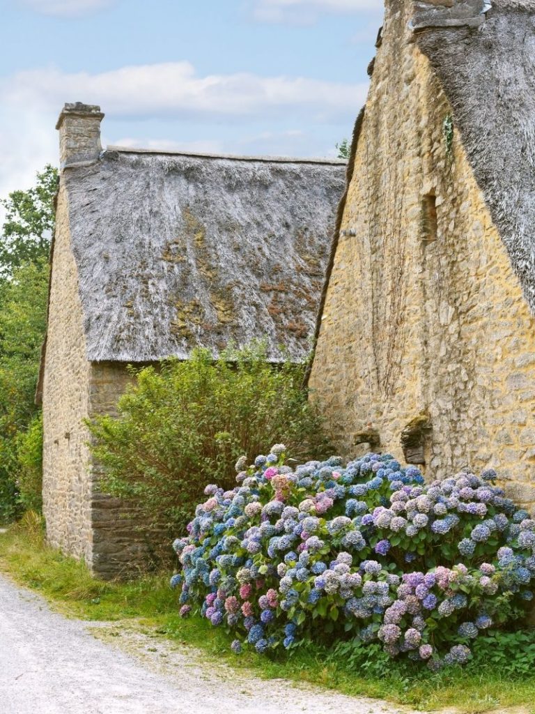 Multi-colored hydrangeas in front of an old building.