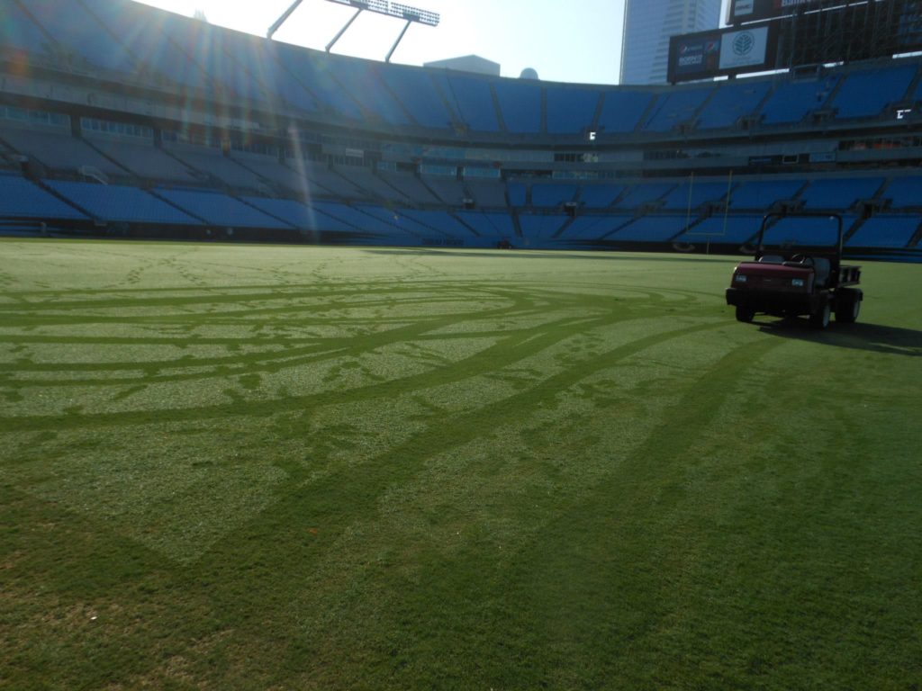 The turfgrass at the Carolina Panthers' Stadium without any lines painted.