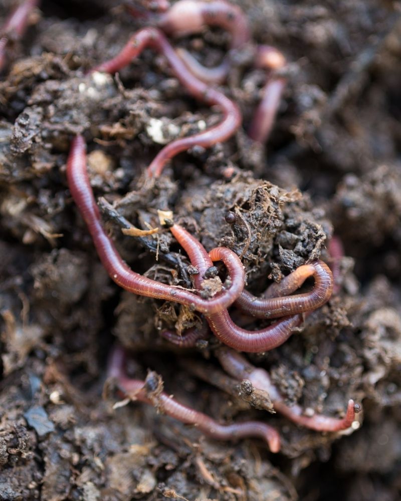 Up-close look at worms and other critters necessary to break down the compost.