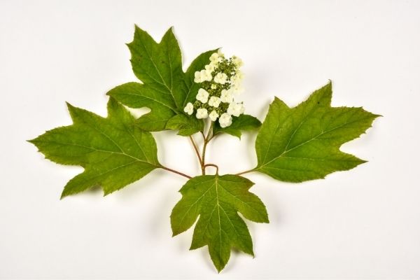 One oakleaf hydrangea bloom with 4 leaves.
