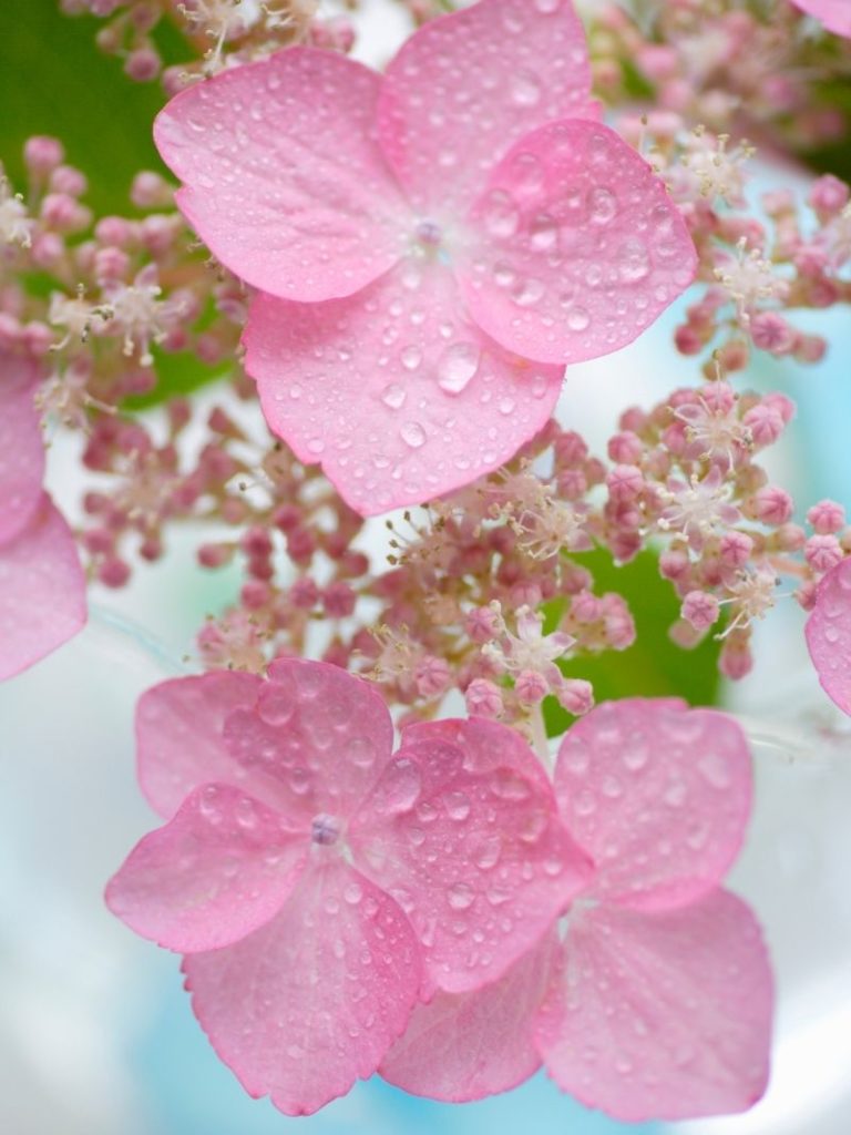 Close view of pink hydrangea blooms.