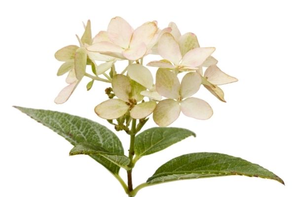 White hydrangea bloom with leaves.