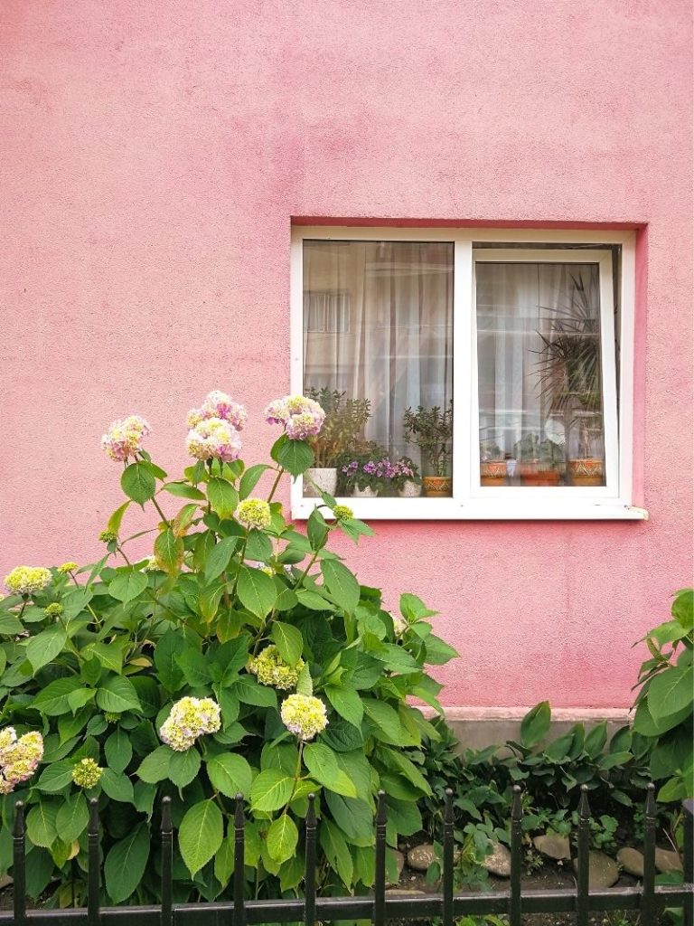 Pink and yellow hydrangeas in front of a pink building.