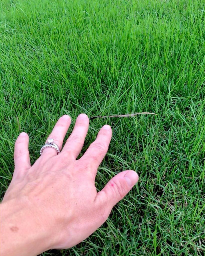 Fawn of Those Plant Ladies checking out the grass; a hand with a wedding ring stretched out to touch the grass.