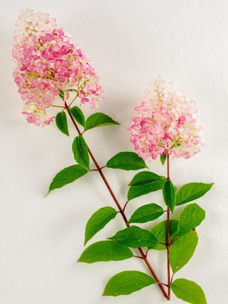 Pink hydrangea coneflower blooms on long stems.