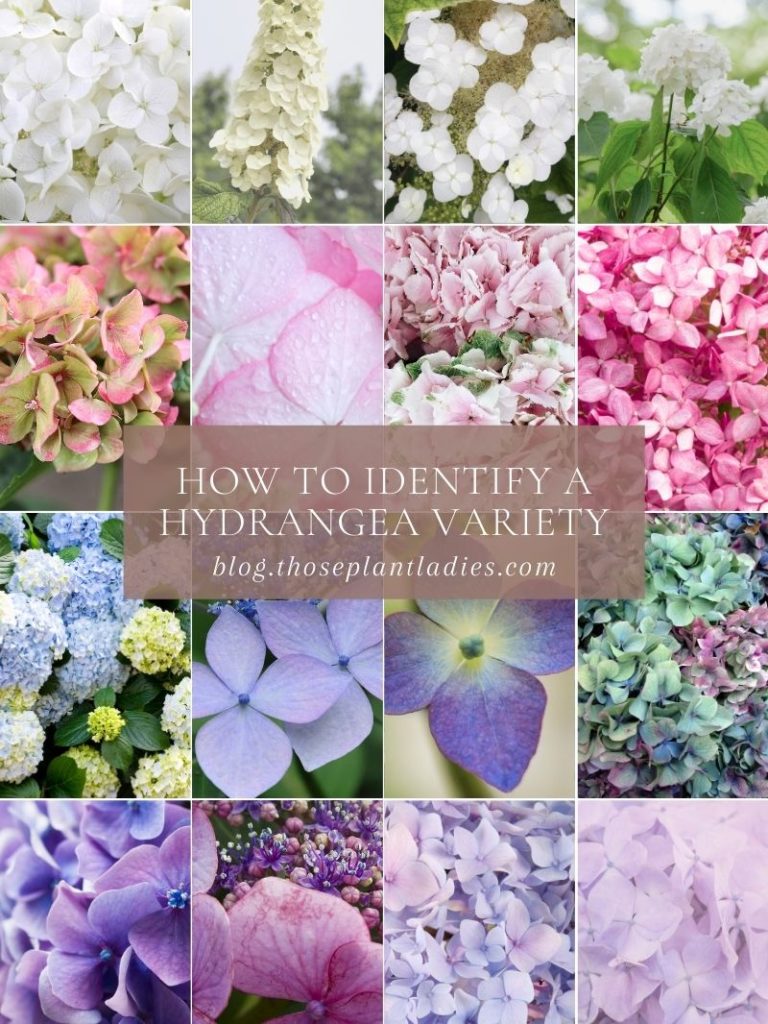How to identify a hydrangea variety; information from Those Plant Ladies.