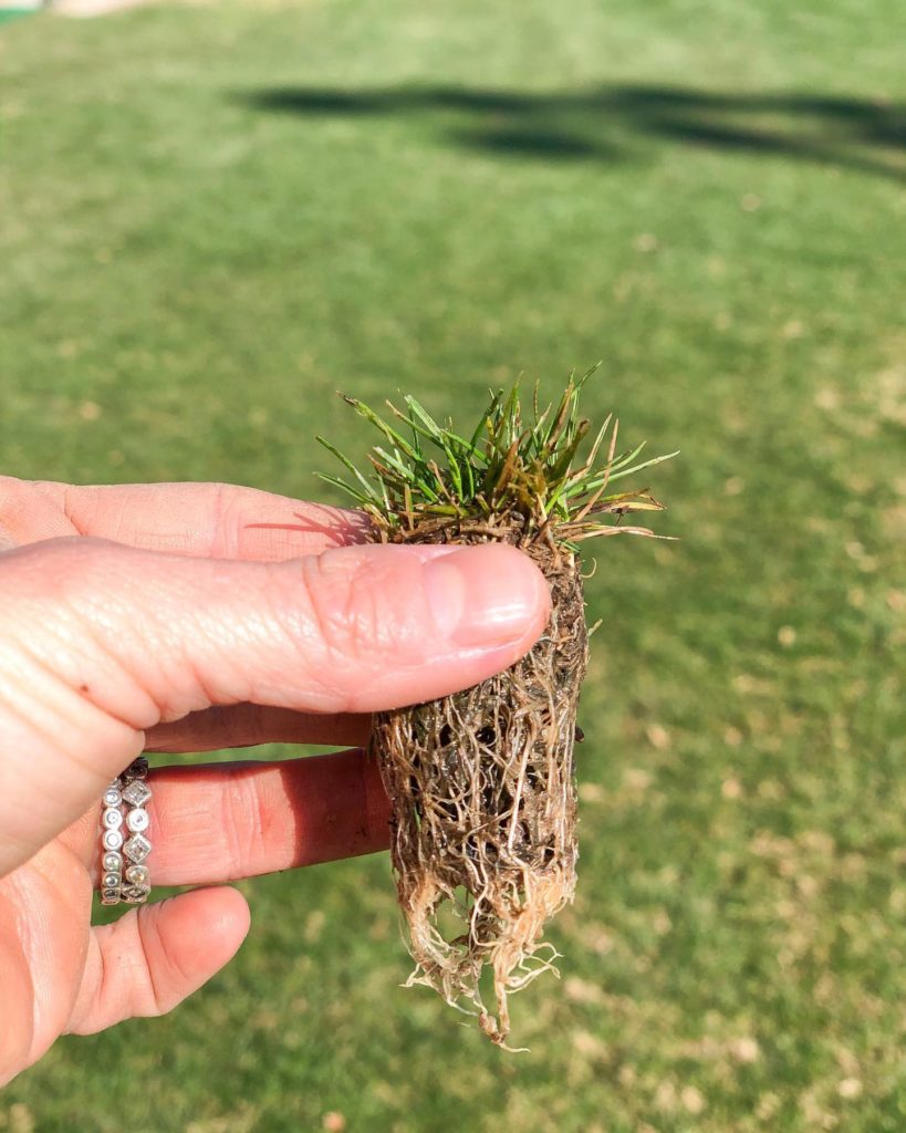 Fawn of Those Plant Ladies holding a small pinch of grass and its roots.