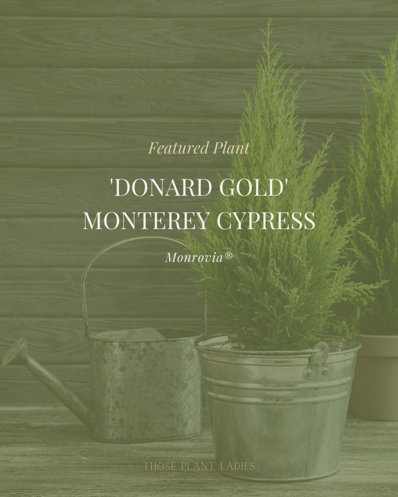 "Featured plant: donard gold monterey cypress" text.