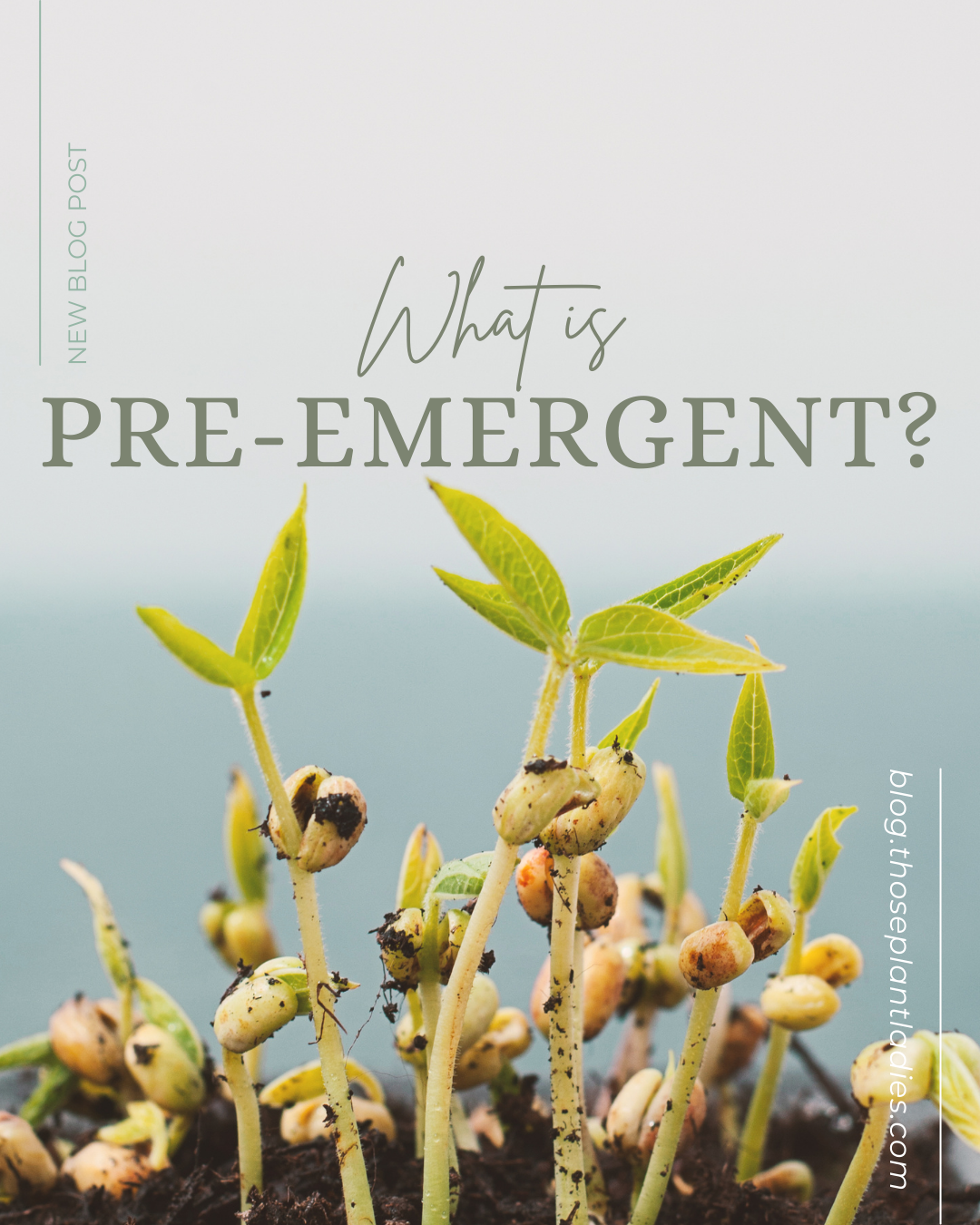 What are PreEmergents and When Should I Use Them? blog