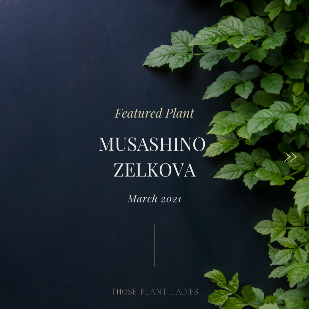 Featured Plant on the Those Plant Ladies blog: Musashino Zelkova.